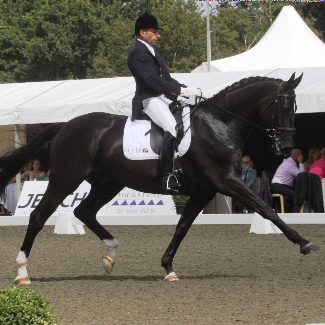 Dolcino Hickstead 2010_square
